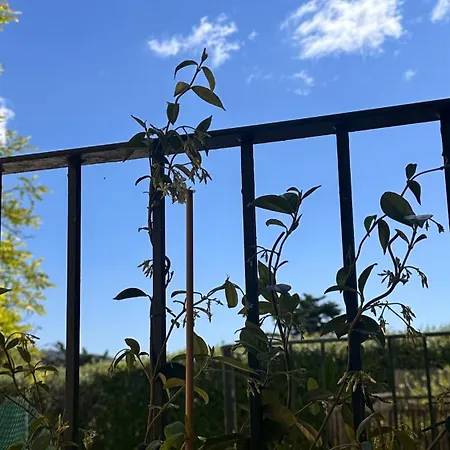 Peonia - Soggiorni Le Grotte